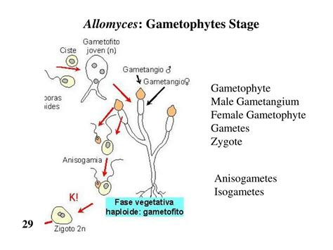 Ppt Fungi Powerpoint Presentation Free Download Id4242068