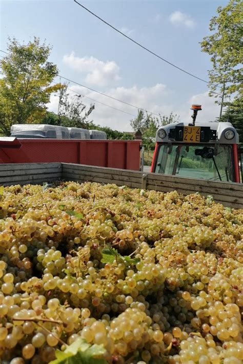 Visita E Degustazione In Cantina Biologica Delloltrep Pavese Glocal