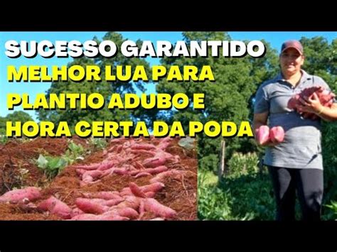 Melhor Lua Para Plantar Batata Doce Esse Adubo Voc Dobra A