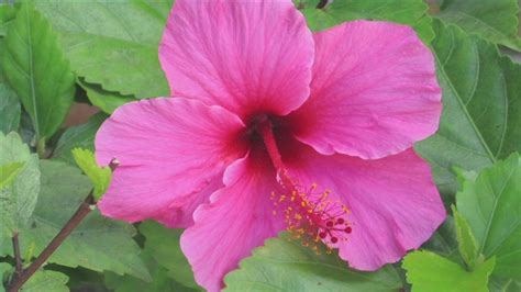 How To Transplant Care For Hibiscus Garden Guides