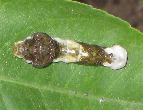 Common Caterpillars — Texas Insect Identification Tools