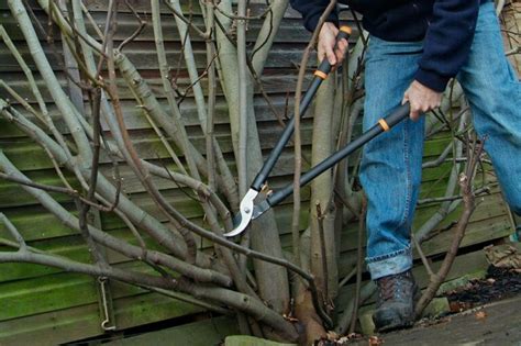 Vijgenboom Snoeien Wanneer En Hoe Gardeners World