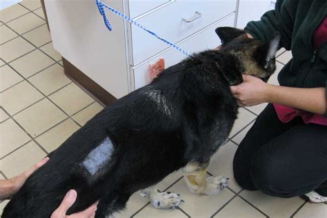 Big Dogs, Big Heartworm: So This Is What Heartworm Treatment Looks Like?