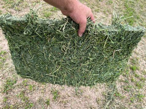 Alfalfa Hay Ratzlaff Farms