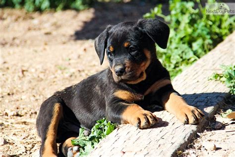 Bq Rott M Red: Rottweiler puppy for sale near Phoenix, Arizona ...