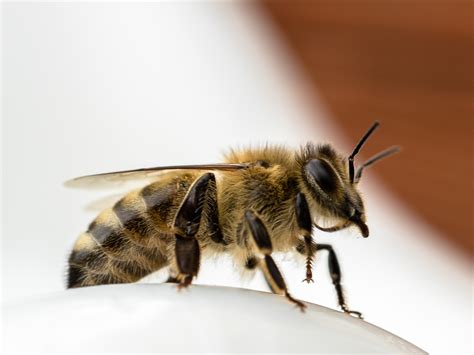 Free Images Moth Fauna Side View Invertebrate Close Up Macro