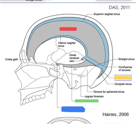 Meninges And Cranial Vault Flashcards Quizlet