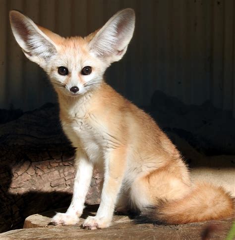 Fennec Fox Poster Quote Painting By Lee Reynolds Fine Art America