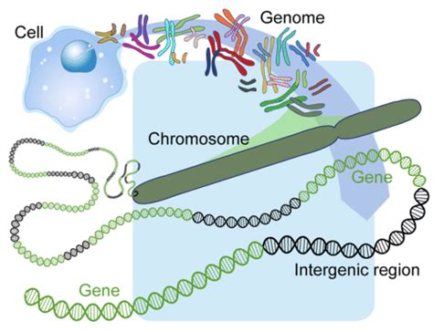 38 Human Genome Biology Libretexts