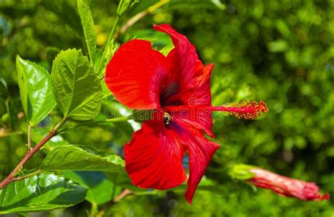 Red Hibiscus Flower Isolated On White Background Stock Photo Image Of