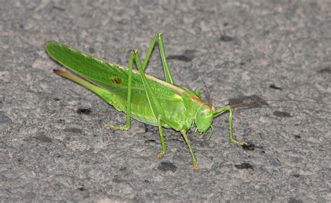 Free photo: Green Cricket - Bug, Cricket, Green - Free Download - Jooinn