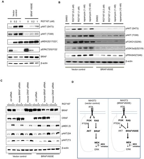 A Western Blot Analysis Of Akt Mek And Erk Phosphorylation In The