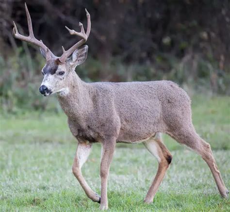 Blacktail Deer Vs Mule Deer Differences Explained Outdoors Mecca