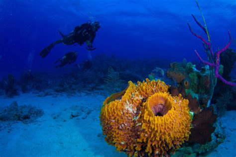 The Best South Caicos Scuba Diving | Visit Turks and Caicos Islands