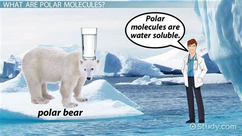 Polar Molecule: Definition & Examples - Video & Lesson Transcript ...