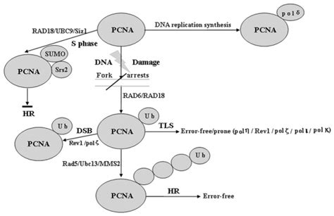 Post-translational Modifications of Proliferating Cell Nuclear Antigen ...