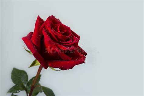 Red Rose With Water Droplets On Petals Against White Background Stock