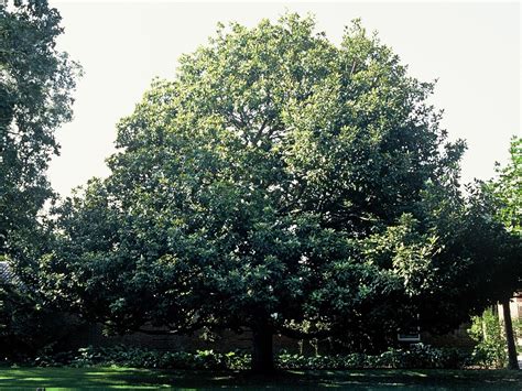 Magnolia Wielkokwiatowa Magnolia Zimozielona Magnolia Grandiflora