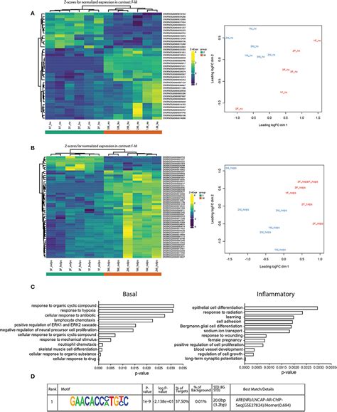 Frontiers Neonatal Intermittent Hypoxia Induces Lasting Sex Specific