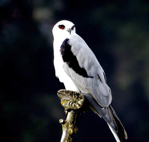 White Tailed Kite Rbirds