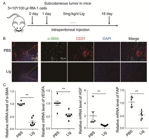 Ligustilide Reduces Blood Vessel Density In Prostate Cancer Tissue A