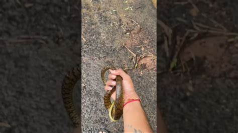 Rat Snake 🐍 Savesnake Rescue Released Wildlife Forest