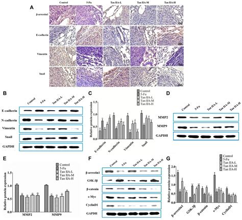 Frontiers Tanshinone IIA Inhibits Epithelial To Mesenchymal