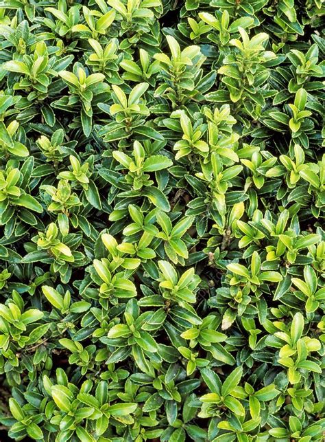 Euonymus Japonicus Microphyllus Stock Image B8081115 Science Photo Library