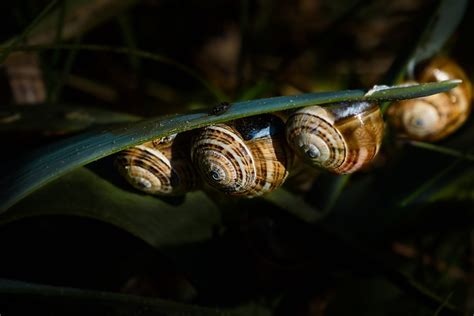 Free Picture Invertebrate Snail Insect Garden Nature Gastropod