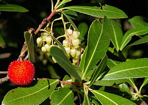 Arbutus unedo (Killarney Strawberry Tree, Madroño, Strawberry Madrone, Strawberry Tree) | North ...