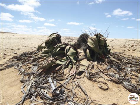 Planta Welwitschia Gigante Tômbua