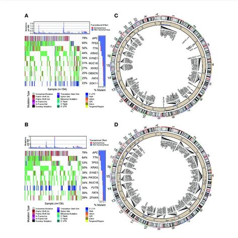 Cancer Related Somatic Mutation In The Two Risk Groups Waterfall