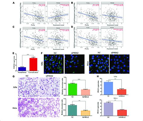 P Ha Might Promote Cc Metastasis Through Regulating The Lds