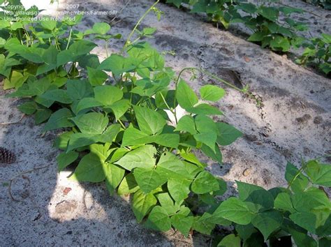 PlantFiles Pictures Snap Bean String Green Or French Bean State