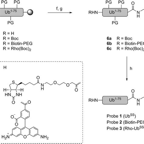 Scheme 2 Synthesis Of Disulfide Probes 1 Ub Ss 2 Biotin Peg Ub Ss