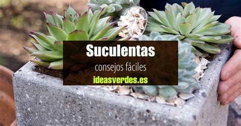 C Mo Cuidar Tus Suculentas En Casa Ideas Verdes