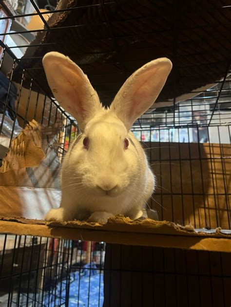 Buckeye House Rabbit Society Helping Rabbits In Ohio Since 1997