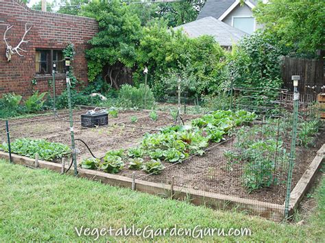 Growing Food In Your Yard Ideas