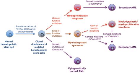 Idh1 And Idh2 Mutations In Myeloid Neoplasms Novel Paradigms And