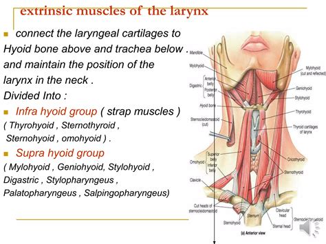 Anatomy Of Larynx Ppt