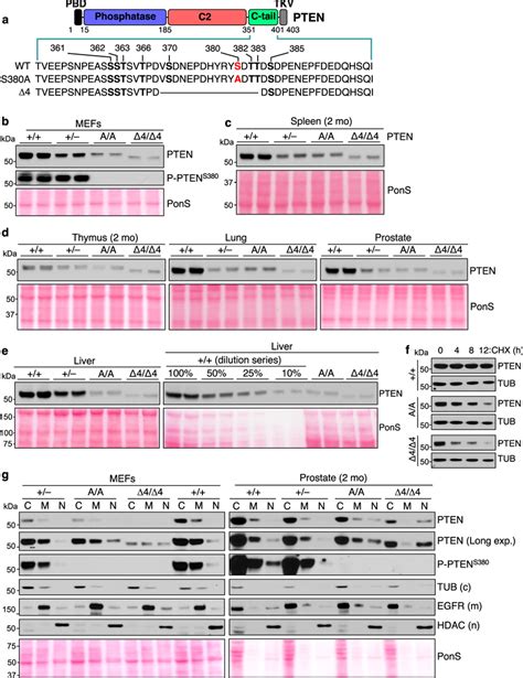 PTENS380A and PTENΔ4 are unstable but enriched in the nuclear