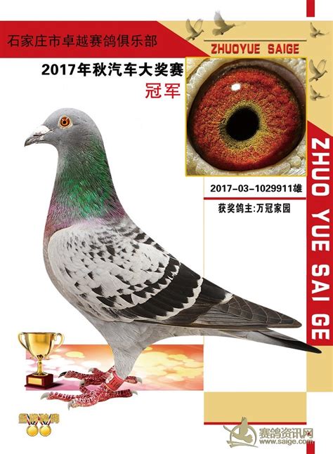 卓越俱乐部2017年秋季获奖鸽欣赏俱乐部动态正定卓越赛鸽俱乐部 赛鸽资讯网