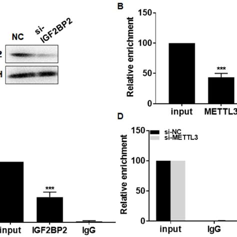 METTL3 Induced M 6 A Modification On SOX2 MRNA A Protein Level Of