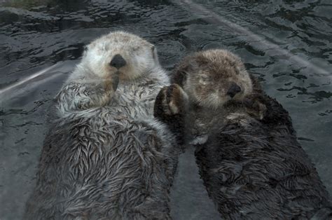 otters   schon  deviantart