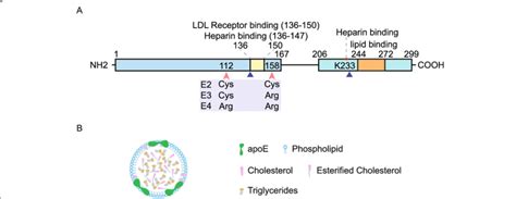 Human APOE A Human APOE Is An O Linked Glycoprotein Consisting Of 299