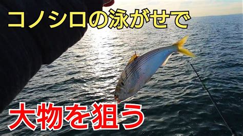 泳がせでスズキの釣果が出てる東京湾奥でコノシロを泳がせて大物を狙う Youtube