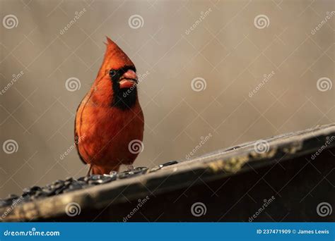 Northern Cardinal Feeding stock image. Image of feathered - 237471909