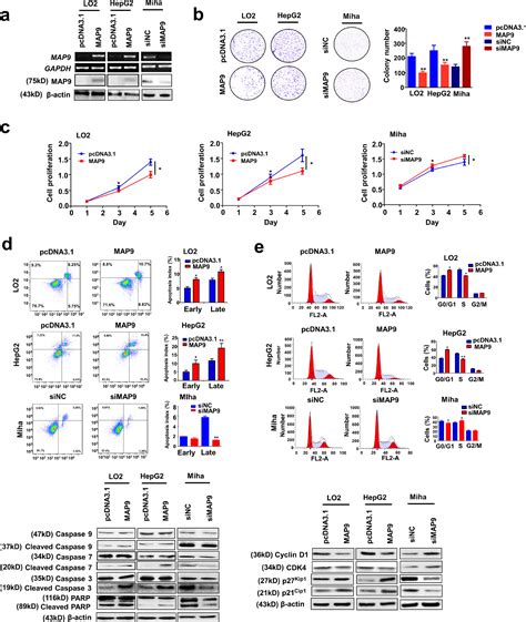 Microtubule Associated Protein Inhibits Liver Tumorigenesis By