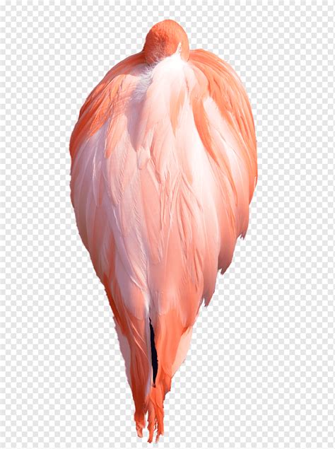 Flamingo Water Bird Wing Feather Flamingo Animals Bird Stock