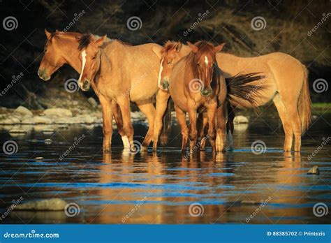 Wild Horses Mustangs In Salt River Arizona Stock Photo Image Of